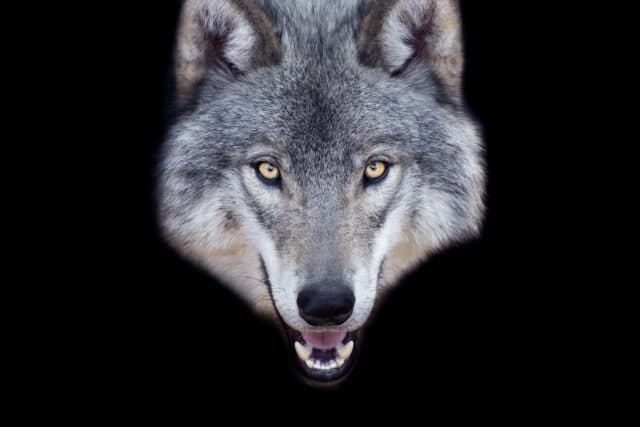 Man faces 5 years in prison for using AI to fake sighting of runaway wolf — image 2