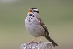 iNaturalist Sightings