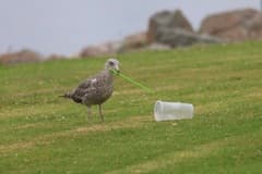 Western Gull, Rock Pigeon