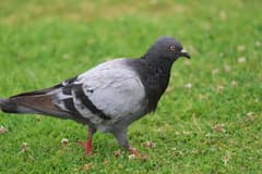 Western Gull, Rock Pigeon — image 2