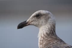 Glaucous-winged Gull, Brown Pelican, Snowy Egret, Canada Goose