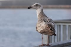 Glaucous-winged Gull, Brown Pelican, Snowy Egret, Canada Goose — image 2